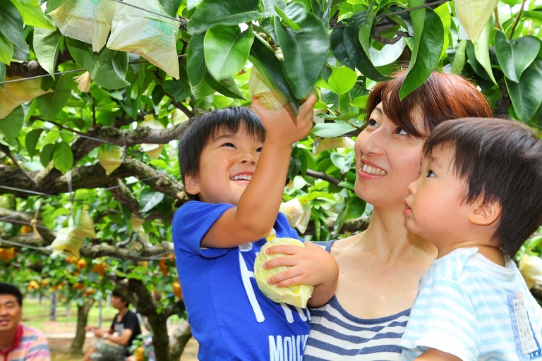 Tottori Pear Picking